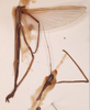 CollectionObject 1559984; b038bffd-060c-4102-a8e9-78f382141b50: copyright SAM, Adelaide. male of Necroscia bella (holotype). (CollectionObject).