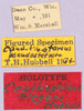 CollectionObject 1499250; f6850033-305b-49ae-b247-e8283c81b17d: labels (holotype). (CollectionObject).