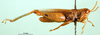 CollectionObject 1501260; 35b25b82-8138-4bf0-beb5-83bc1de53f01, DORSA BT000203S01: male, lateral view (holotype). (CollectionObject).