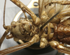 CollectionObject 1535941; 4d5fca26-d11c-49e7-b6d4-5b63416e58bb: male sternum (syntype). (CollectionObject).