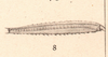 CollectionObject 1562292; 1433a1a5-3be2-4131-adcc-12ee8cf5e06c: original publication. hind femur. (CollectionObject).
