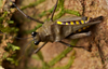 CollectionObject 1571912; 5533331d-eef0-4480-a855-bec899742488: (CollectionObject).