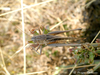 CollectionObject 1591564; c3b95d02-073c-4b09-89fd-6b436ae4e844: BG: S Black Sea coast, Aleksandrovo - Aheloj vills, female. (CollectionObject).