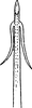 Aedeagus, ventral view: Aedeagus, ventral view. (Observation).
