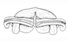 Fig. 4. aedeagus apex, caudal view (specimen from Santiago del Estero). Depicts Baeacris punctulata (Thunberg, 1824), an Otu.