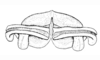 Baeacris punctulata (Thunberg, 1824): Fig. 4. aedeagus apex, caudal view (specimen from Santiago del Estero). (Otu).