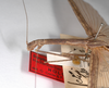 CollectionObject 1561970; e4248869-c52a-4275-bc3b-f6a9d6781618: copyright ZMHB, Berlin. female: head & thorax, lateral view (holotype). (CollectionObject).