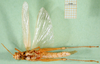CollectionObject 1576216; 9d46f2c7-9426-4939-836e-e8e04ea2a7c3: male, ventral view (paralectotype). (CollectionObject).