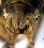 CollectionObject 1531364; 68aedb71-cff7-47a0-a464-d502cf242ae2: male cerci (syntype). (CollectionObject).