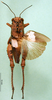 CollectionObject 1502790; 0a4c59e1-506c-44f8-82e0-8a127a7da526: female, dorsal view. (CollectionObject).