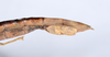 CollectionObject 1590105; c8f24c47-8db4-4711-8190-c14730686da6: copyright MNHN, Paris. female: end of abdomen, lateral view (holotype). (CollectionObject).