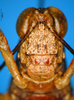 CollectionObject 1521404; 345bb1b9-dfaa-442b-9a08-1662e7382539: male, frontal view (holotype). (CollectionObject).