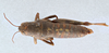 CollectionObject 2737812; 64027069-ee94-4c3d-9b0d-9b2d4f79f4b9, CNCI 311923: Bradynotes chilcotinae chilcotinae. Paratype. (CollectionObject).
