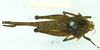CollectionObject 1585758; 802c3c89-41b1-4418-a398-c590ac3009d7: female, dorsal view (syntype). (CollectionObject).