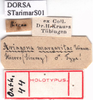 CollectionObject 1530693; 04647957-970c-4b5a-846f-93d1d3246651: labels (syntype). (CollectionObject).