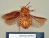 Blepharodera ciliata Burmeister, 1838: Holotype, male, ventral. BMNH(E)#878057. (Otu).