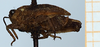 CollectionObject 1584346; b3fc7212-b1fe-4806-a8c3-d1f5eaf80fd6: immature female, lateral view (paratype of Apotettix eurycephalus). (CollectionObject).
