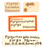 CollectionObject 1538204; 6c0f6d85-ac97-4014-bba9-b25074ac69f8: labels (holotype). (CollectionObject).