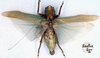 CollectionObject 1516724; 9932d429-f798-4284-bfce-2dea12f6f65f: male, dorsal view (syntype). (CollectionObject).