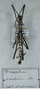 CollectionObject 1560270; 6f68bf46-896a-4231-b842-bbbe6d3f13b8: copyright MSNG. male (lectotype). (CollectionObject).
