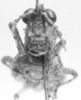 CollectionObject 1525186; ddca25fa-3b4b-4509-a69f-4ca636110407: female, frontal view (allotype of Nicarchus enyalius). (CollectionObject).
