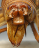 CollectionObject 1520806; 7d75b36a-7497-422a-95cd-14a5ff2f7771: male cerci (paratype). (CollectionObject).