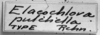 CollectionObject 1533407; c9faaed0-98a6-4414-84d3-e0a6a3ebae5c, USNM 12086: Image Carbonell, C.S. labels (holotype). (CollectionObject).