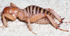 CollectionObject 2797435; CAS Entomology type 20104, 494927a4-d06a-4073-9d3f-915c661279f6: (CollectionObject).