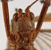 CollectionObject 1534725; 0c8b9bc8-b13c-4082-89ea-fd0ed5b9ee6e: female face (syntype). (CollectionObject).
