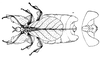CollectionObject 1561256; 238314c8-7058-41aa-8a59-3a822a5a2be1: original publication. female (holotype). (CollectionObject).