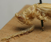 CollectionObject 1535998; 4cbcc000-5f9e-45f2-baaf-5eefb7a75383: female pronotum, lateral view (paralectotype). (CollectionObject).