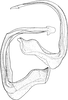 Aedeagus, lateral view: Aedeagus, lateral view. (Observation).