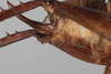 CollectionObject 1505597; 115debb9-a969-4567-8ba3-29bb6b007351: Female, lateral view (syntype). (CollectionObject).