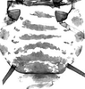 Abdomen, sternal apodemes, ventral view.: Pattern of sclerotization of dorsum abdomen of A. craccivora. (Observation).