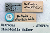 CollectionObject 1516902; ba071711-0661-434e-888f-44945bed365e: labels (syntype). (CollectionObject).