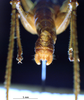 CollectionObject 1534680; e8d91d92-e722-4b8a-99b3-e652102463aa: male cerci (holotype). (CollectionObject).