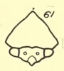 Head: !! display not done !! on Tropidarnis tectigera Fowler, 1895: (Observation).