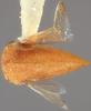Habitus, dorsal view on Amastris panamensis Broomfield, 1976: (Observation).