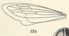 Forewing on Darnis partita Walker, 1858: (Observation).