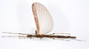 CollectionObject 1590115; e3aaa19d-a06f-40a0-b155-68df1664a497: copyright Oskar Conle. male, dorsal view (paratype). (CollectionObject).