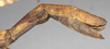CollectionObject 1561167; NMW 863, e57cf584-51e6-4851-9680-1c2022fd5ef0: copyright NMW, Vienna. female: end of abdomen, lateral view of synonym Pharnacia spectabilis (holotype). (CollectionObject).