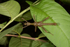 Trachyaretaon carmelae Lit & Eusebio, 2005: copyright Oskar Conle. male, ex. Philipines culture stock. (Otu).