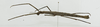 CollectionObject 1563916; 6f8243a8-7d9a-4b40-a15f-bab6e8d991c1: female, lateral view (holotype). (CollectionObject).