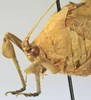 CollectionObject 1539803; 7c60f6b2-ddec-491c-b721-52ccf9c8a16e, MNHN-EO-ENSIF801: male pronotum lateral (holotype). (CollectionObject).
