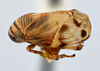 Habitus, lateral view on Clastoptera atrapicata Hamilton, 1977: (Observation).