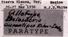 CollectionObject 1526833; bf9e1847-89cf-4141-8a11-53d0a5f1d079: labels (allotype of Belosacris aurantipes). (CollectionObject).