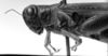 CollectionObject 1530158; c54a7000-ca7b-496c-9c9d-7961c3f25ed9: Image Carbonell, C.S. female, head and pronotum, lateral view (syntype). (CollectionObject).