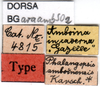 CollectionObject 1502151; db9096ab-49db-4bef-88f1-e8d2d6be96f4: labels (paralectotype). (CollectionObject).
