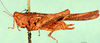 CollectionObject 1505138; de091cd1-2398-42cc-839a-1333297f3be8, DORSA D022XF01: female, lateral view (syntype). (CollectionObject).