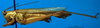 CollectionObject 1501991; d513d376-d8a2-4124-b205-544b708d3644: male habitus lateral view (paratype of Conocephalus dilatatus). (CollectionObject).